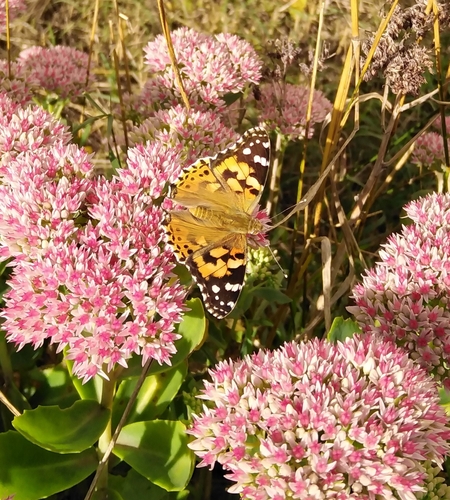 Painted Lady