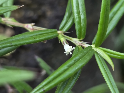 Scleromitrion tenelliflorum observed 2026-09-20