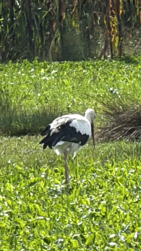 White Stork