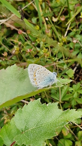 Common Blue