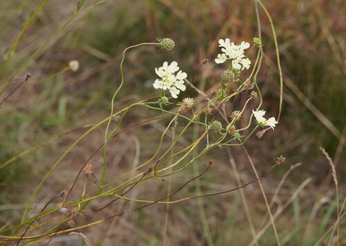 Scabiosa ochroleuca, photograph 3