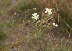 Scabiosa ochroleuca, photograph (c) Brenda Black, some rights reserved (CC BY)