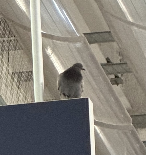 Feral Pigeon