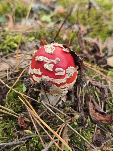 Fly Agaric