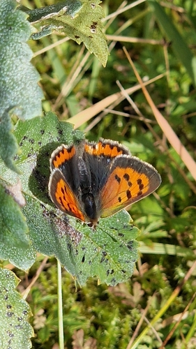 Small Copper