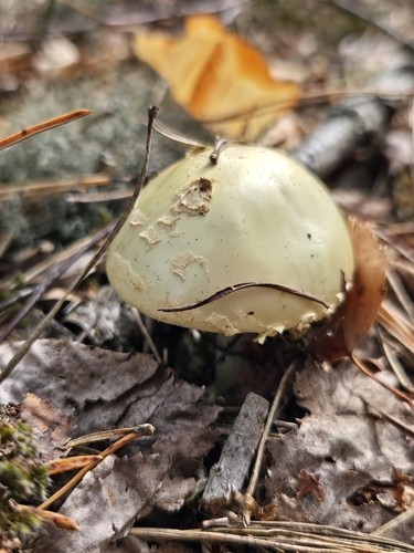 False Death-cap