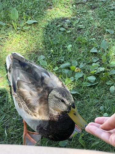 Mallard