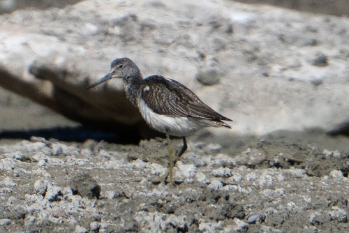 Common Greenshank