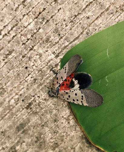 Spotted Lanternfly