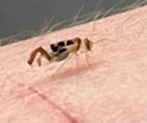 F-winged Barklouse
