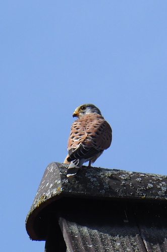 Eurasian Kestrel
