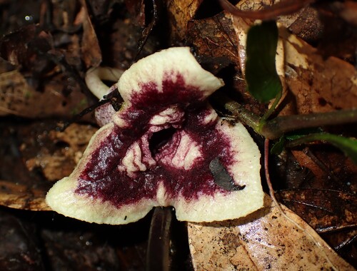 Hypogynous-flower Wild Ginger