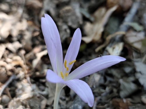 Autumn Crocus