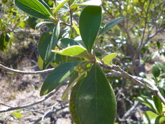 Daphnopsis monocephala