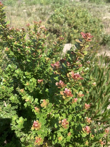 Searsia crenata, photograph 1