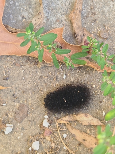 Giant Leopard Moth