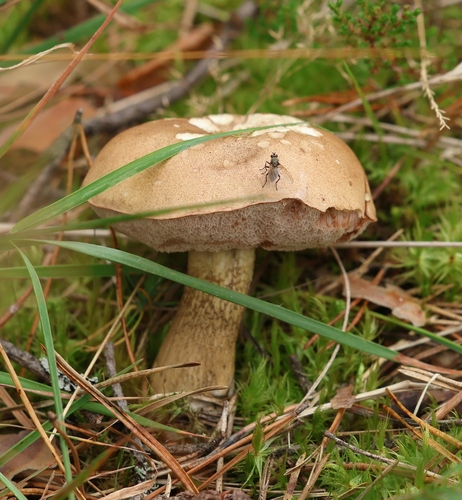 Bitter Bolete