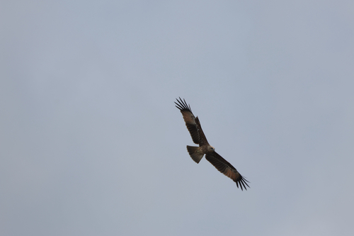 Brahminy Kite