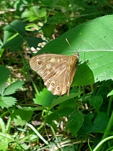 Speckled Wood