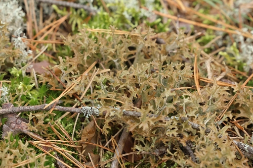 Iceland Lichen