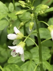 Cardamine amara