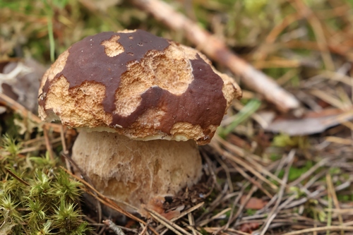 Pine Bolete
