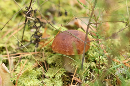 King Bolete