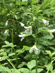 Cardamine amara