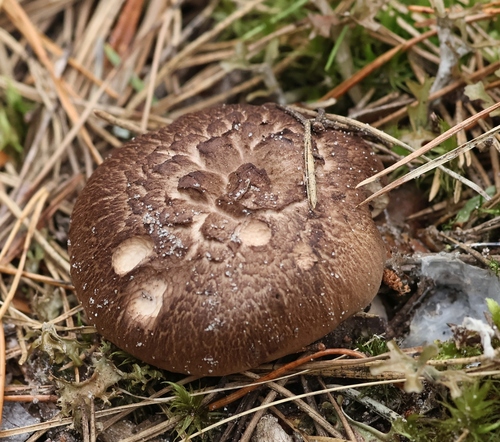 Scaly Tooth
