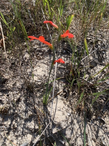 Gladiolus cunonius, photograph 2