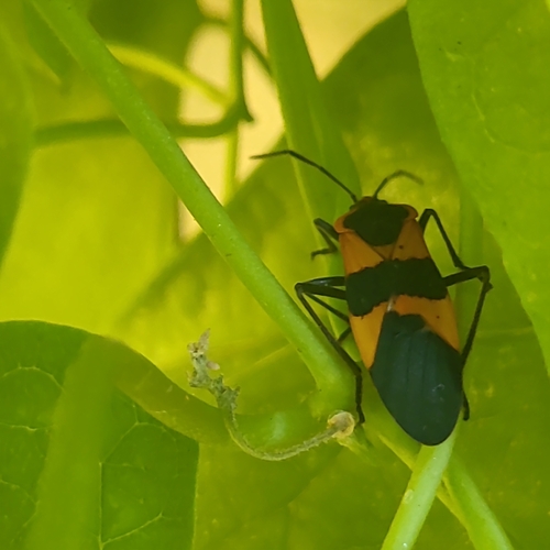 Large Milkweed Bug