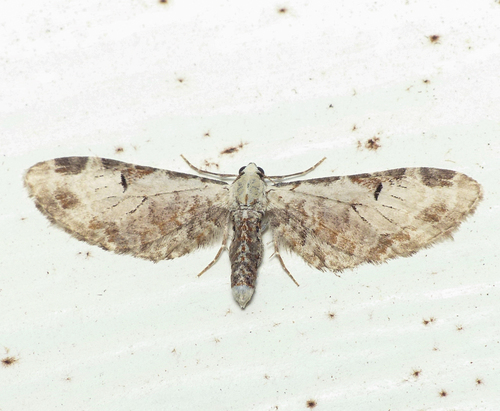 Eupithecia nevadata photo 3