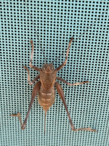 Two-toothed Bush-cricket