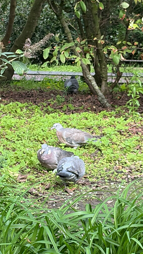 Common Wood-Pigeon