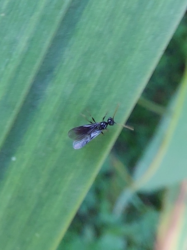 woodlouse ant