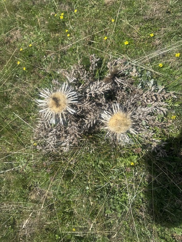 Silver Thistle