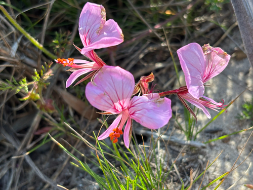 Pelargonium myrrhifolium, photograph 5