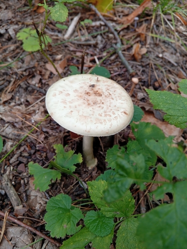 False Death-cap