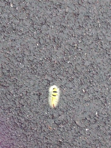Pale Tussock Moth