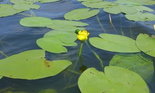 yellow water-lily