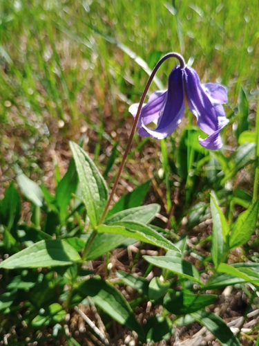 Clematis integrifolia, photograph 4