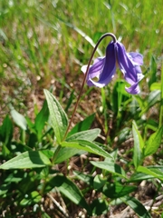 Clematis integrifolia, photograph (c) Vladimír Nemček, some rights reserved (CC BY)