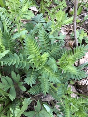 Polemonium foliosissimum