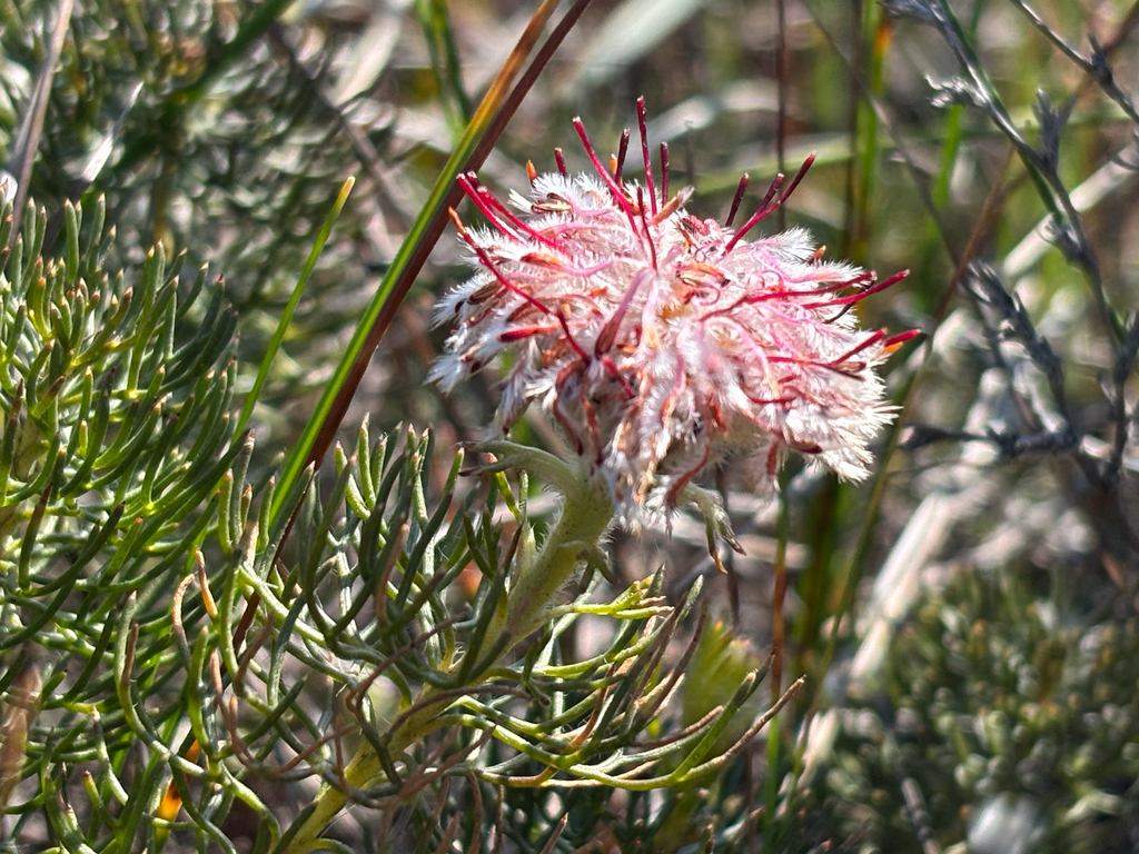 Serruria cyanoides; photograph (c) Caroline Voget, some rights reserved (CC BY)