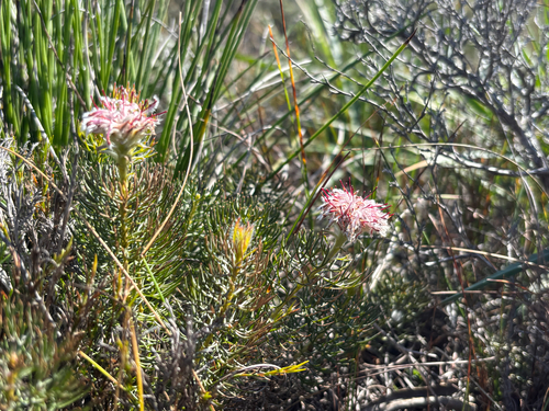 Serruria cyanoides, photograph 1