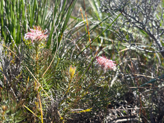 (c) Caroline Voget, some rights reserved (CC BY) Serruria cyanoides, photograph (c) Caroline Voget, some rights reserved (CC BY)