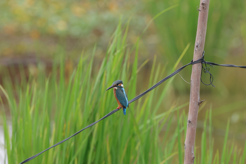 Common Kingfisher