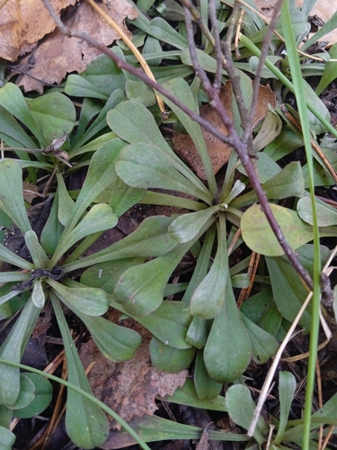 Antennaria dioica, photograph 6