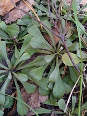 Antennaria dioica, photograph (c) shadow_385, some rights reserved (CC BY)