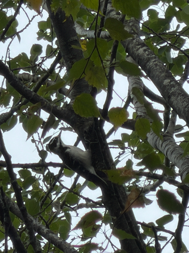 Hairy Woodpecker